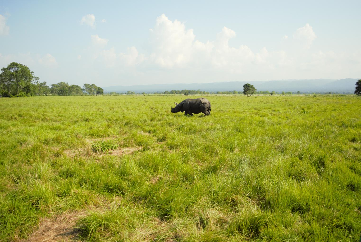 Chitwan Jungle Safari